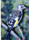 1Golgfinch1988.JPG (55893 bytes)