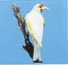 AlbinoGoldfinch.JPG (59102 bytes)