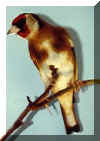 BritGoldfinchMale.JPG (44276 bytes)