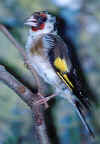 FemaleGoldfinch1998.JPG (49710 bytes)