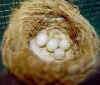 Goldfincheggs.JPG (41522 bytes)