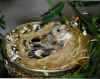 Goldfinches1998.JPG (76475 bytes)