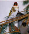 MaleSiberianGoldfinch.JPG (66798 bytes)