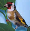 NiedGoldfinchMale.JPG (38932 bytes)