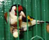 SiberianGoldfinch2.JPG (46056 bytes)